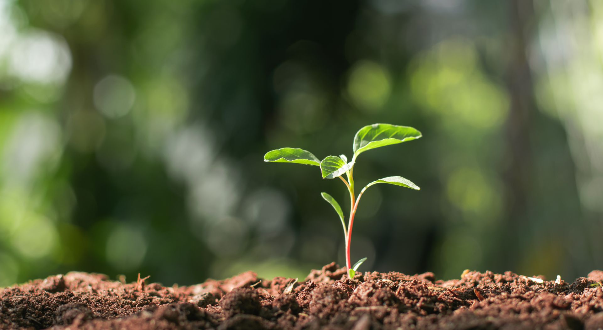 Green seedling growing from soil